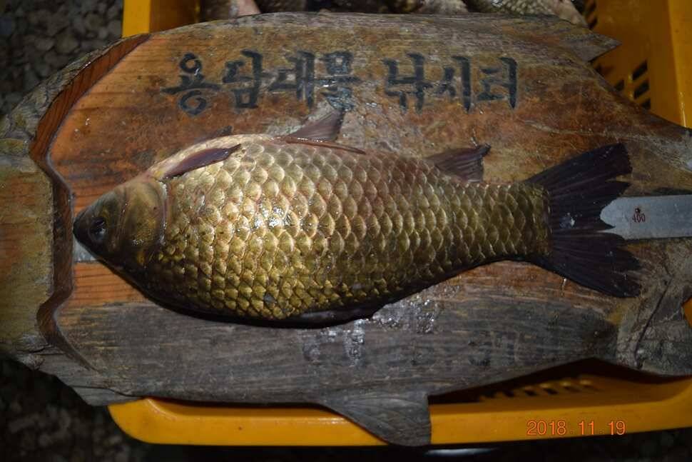 용담지소식과방류 (유료터정보 - 유료터점주조황)