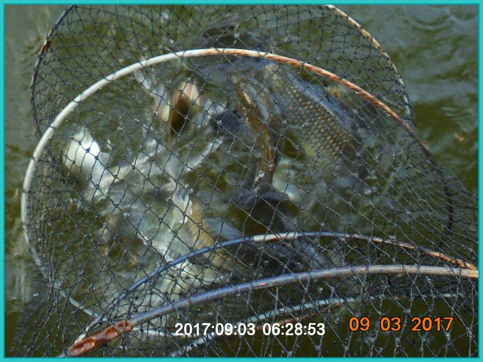 도심속의 작은 쉼터 화성 관리 낚시터 입니다 (유료터정보 - 유료터점주조황)