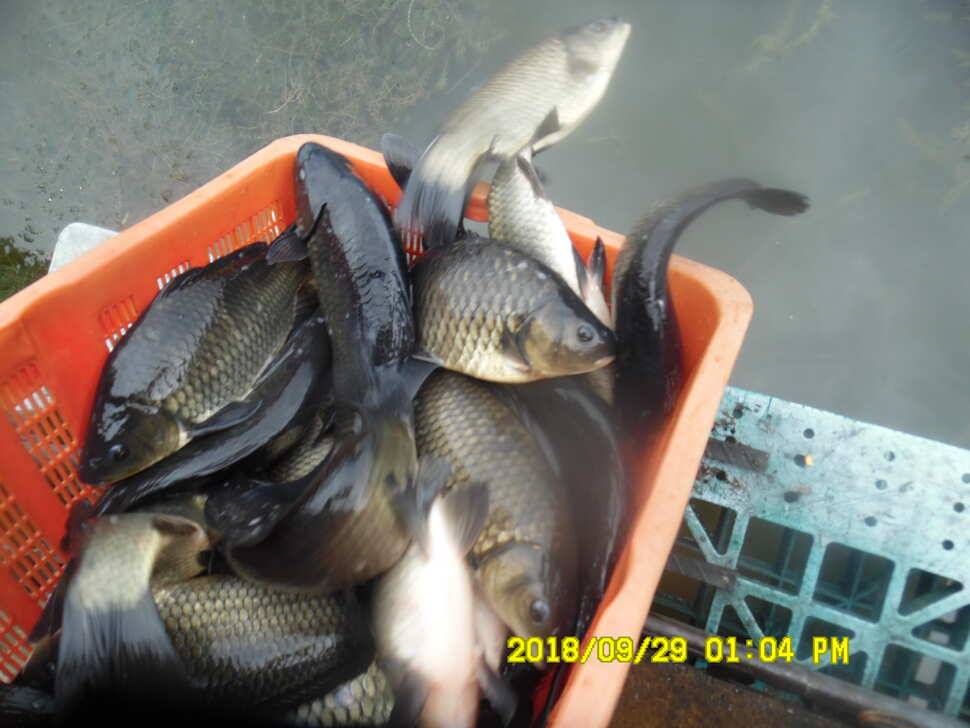 경주 동산낚시터 지난주 조황 (유료터정보 - 유료터점주조황)