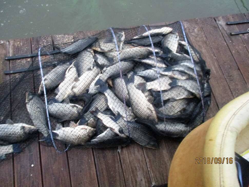 반제지 조황정보입니다 (유료터정보 - 유료터점주조황)