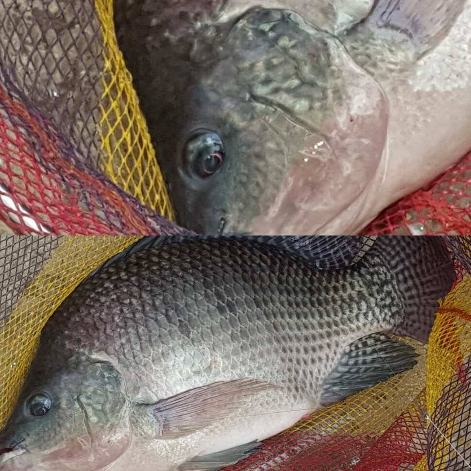 fish_pay_bf624_070832_54908.jpg