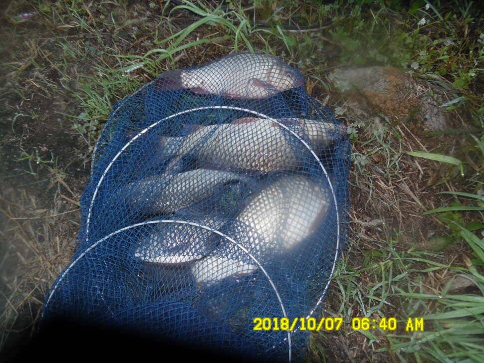 경주 동산낚시터 지난주 조황 (유료터정보 - 유료터점주조황)