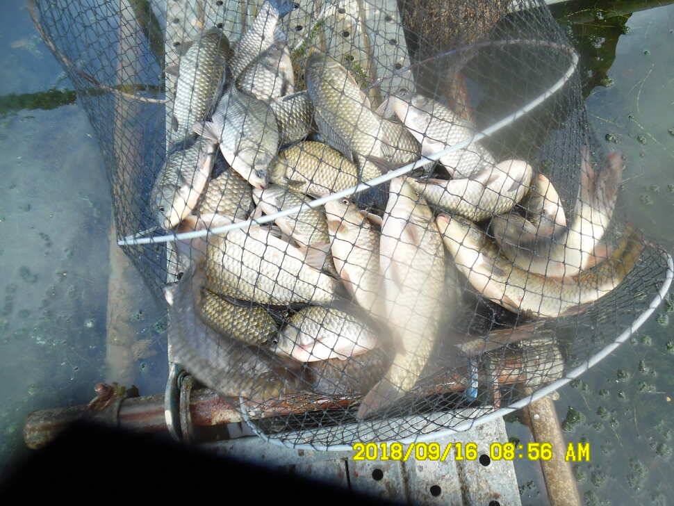 경주 동산낚시터 지난주 조황 (유료터정보 - 유료터점주조황)