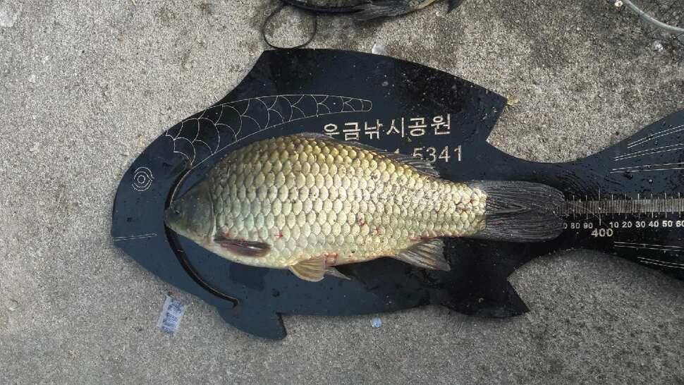 주말조황소식 (유료터정보 - 유료터점주조황)