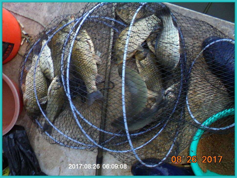 도심속의 작은 쉼터 화성 관리 낚시터입니다8월도 하루 남았습니다 (유료터정보 - 유료터점주조황)