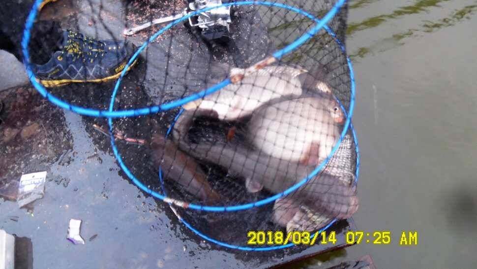 반제지 조황정보입니다 (유료터정보 - 유료터점주조황)