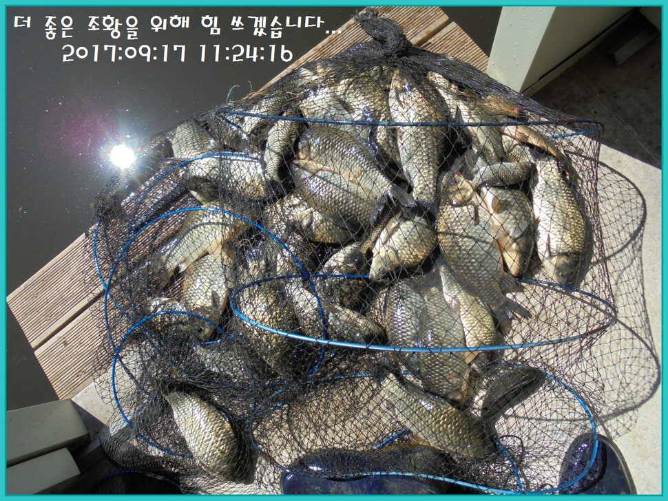 도심속의 작은 쉼터 화성 관리 낚시터입니다 (유료터정보 - 유료터점주조황)