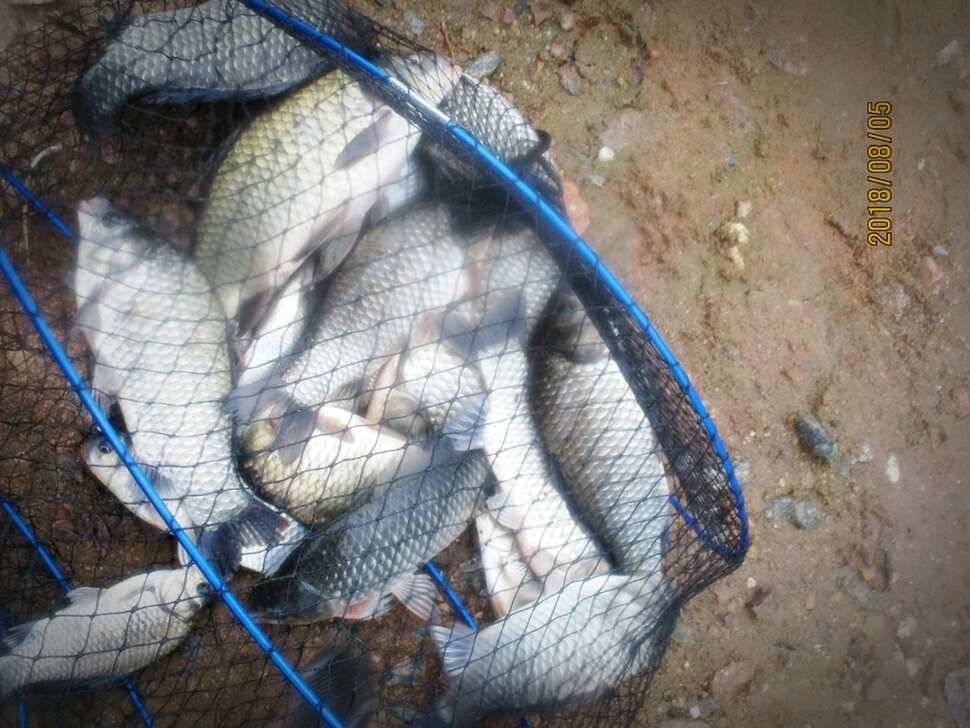 반제지주말조황정보 (유료터정보 - 유료터점주조황)