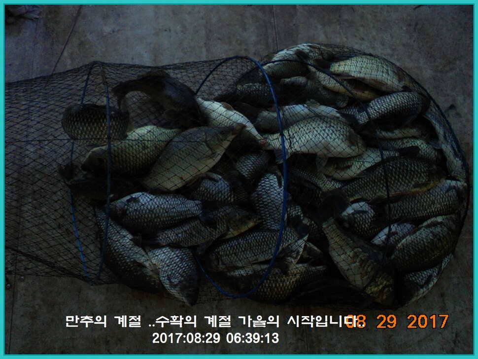 도심속의 작은 쉼터 화성 관리 낚시터입니다 (유료터정보 - 유료터점주조황)