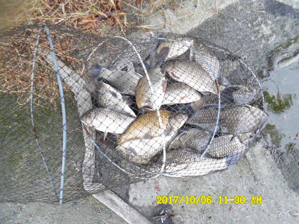 경주동산낚시터 지난주 조황 (유료터정보 - 유료터점주조황)