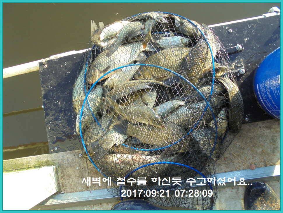도심속의 작은 쉼터 화성 관리 낚시터입니다하루 하루가 즐겁습니다 (유료터정보 - 유료터점주조황)