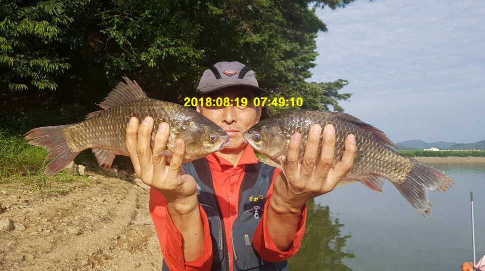 신원낚시터 8월셋쨋주 토종 4짜 조황소식입니다 (유료터정보 - 유료터점주조황)