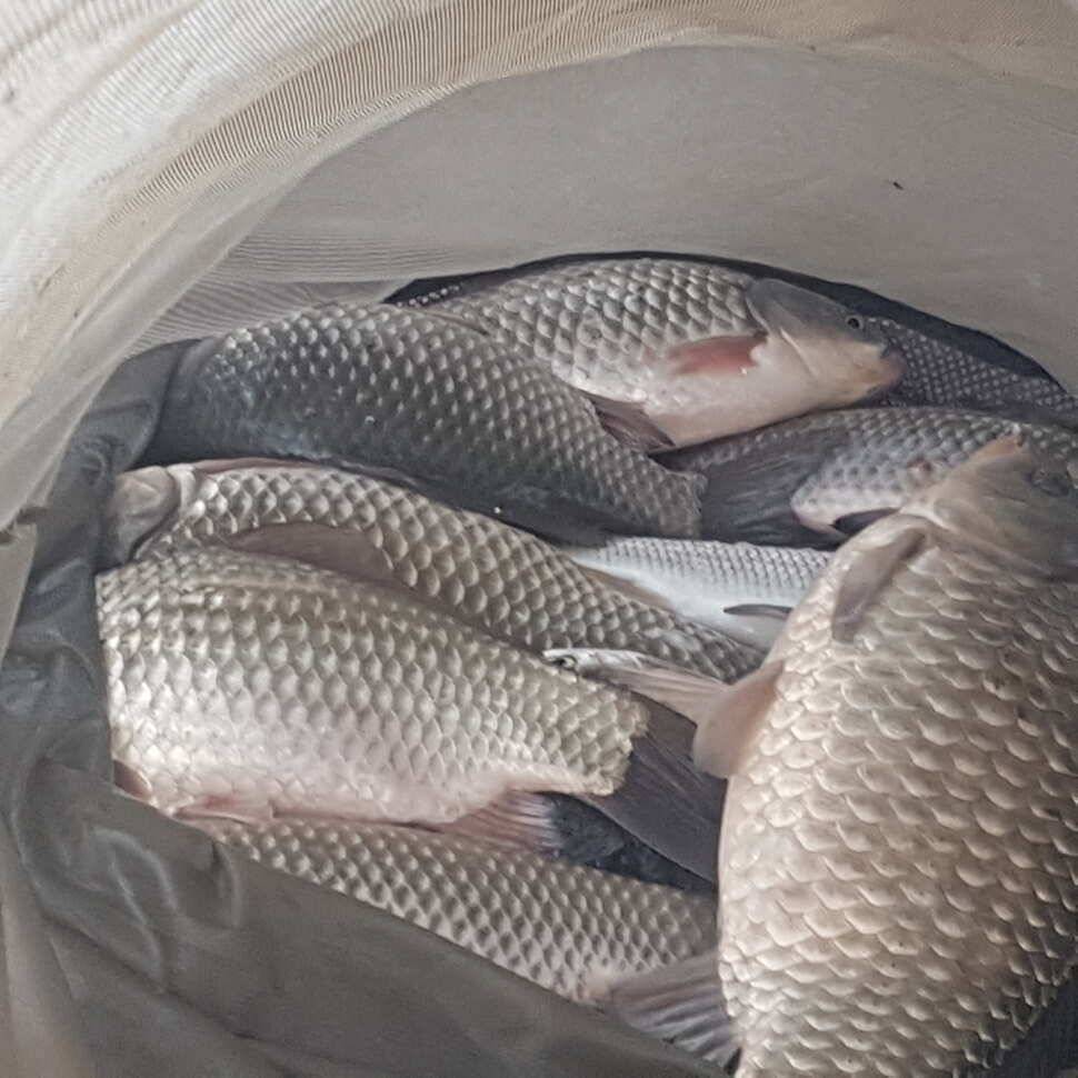 fish_pay_c63e1_014447_41827.jpg