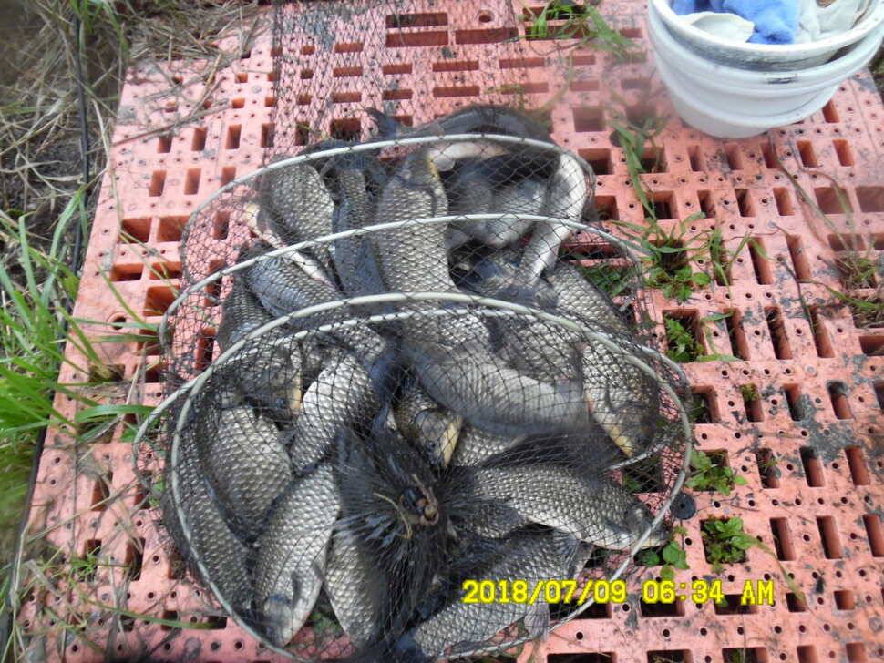 경주 동산낚시터 지난주부터 막나옵니다 (유료터정보 - 유료터점주조황)