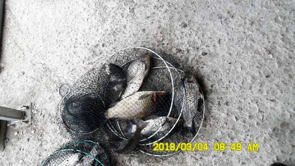 반제지 조황정보입니다 (유료터정보 - 유료터점주조황)