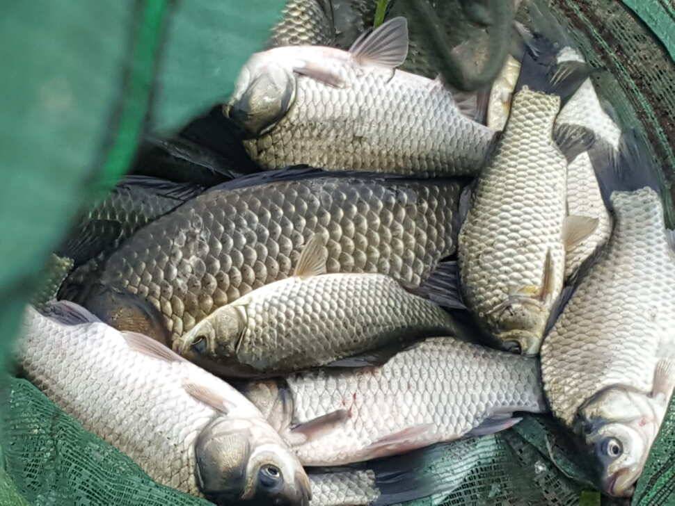 안성죽산장계지조항전경입니다 (유료터정보 - 유료터점주조황)