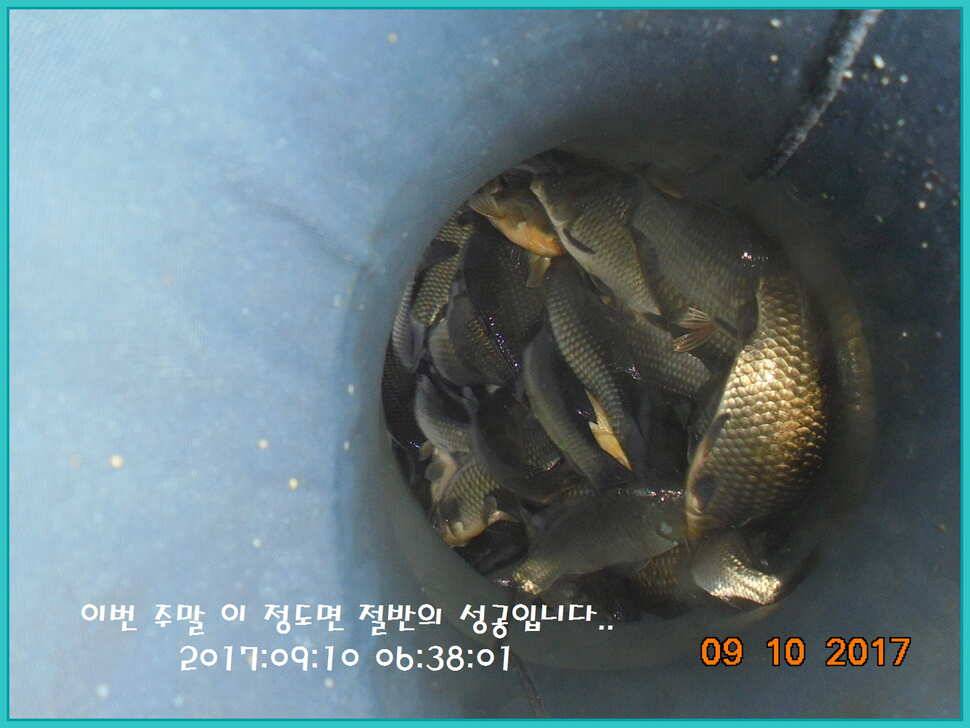 도심속의 작은 쉼터 화성 관리 낚시터입니다지처서 못하겠답니다 (유료터정보 - 유료터점주조황)