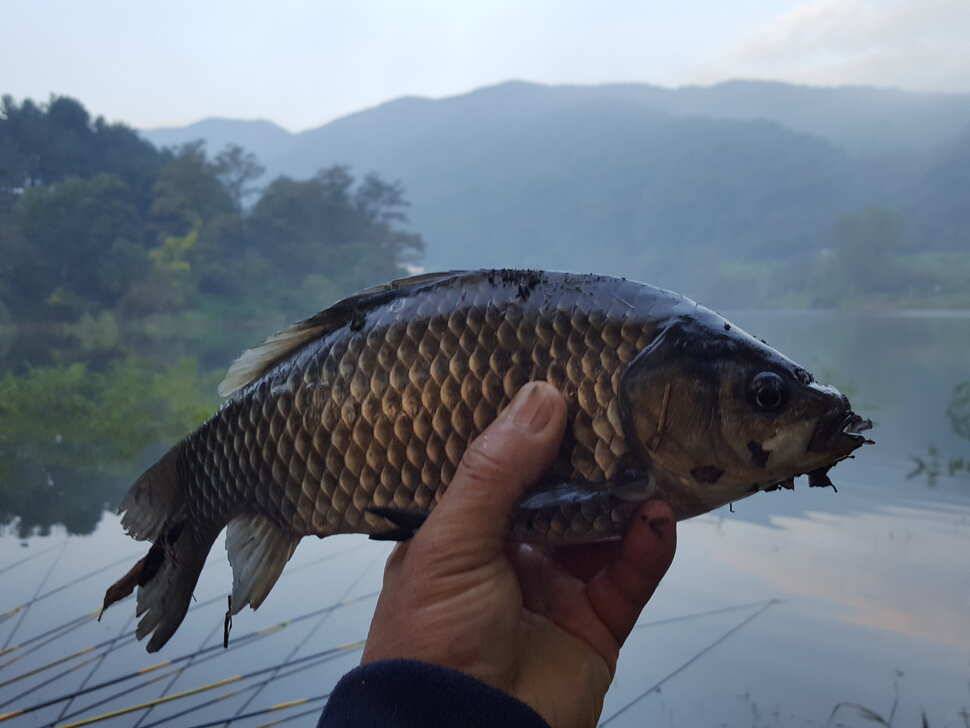 안성죽산장계지조항전경입니다 (유료터정보 - 유료터점주조황)