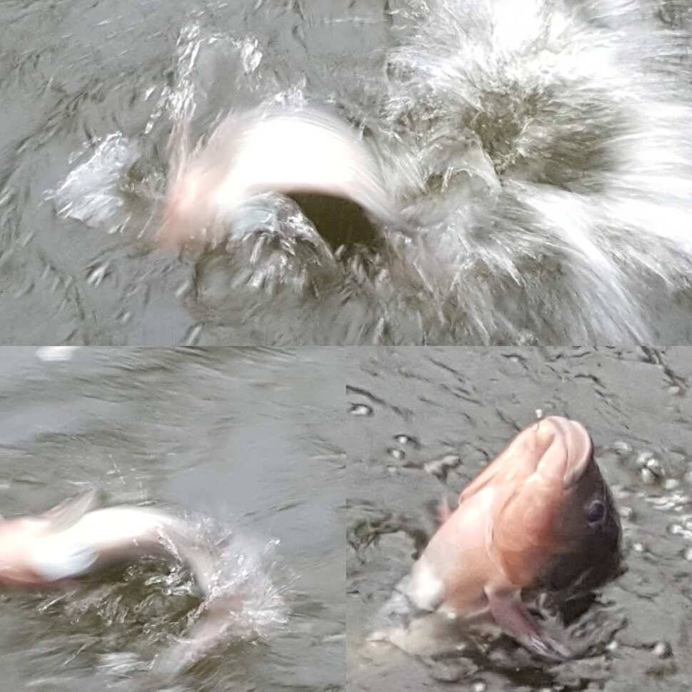 짱 쎈 년 (유료터정보 - 유료터점주조황)