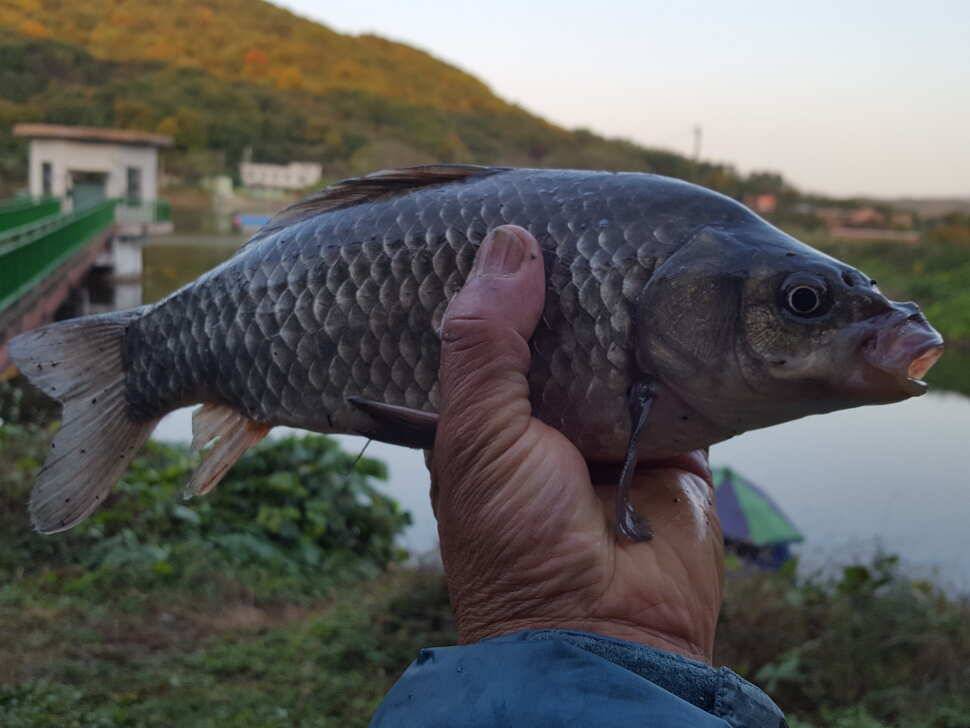 안성죽산장계지조항전경입니다 (유료터정보 - 유료터점주조황)