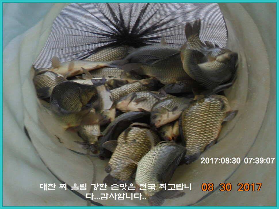 도심속의 작은 쉼터 화성 관리 낚시터입니다 (유료터정보 - 유료터점주조황)