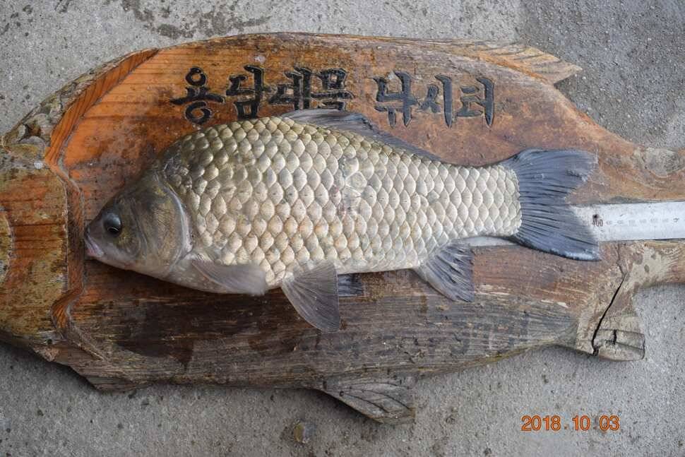 조황 (유료터정보 - 유료터점주조황)