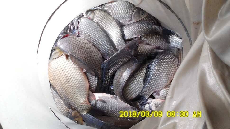 지금 반제지는 붕어마리수조황 3월9일 아침조황 (유료터정보 - 유료터점주조황)