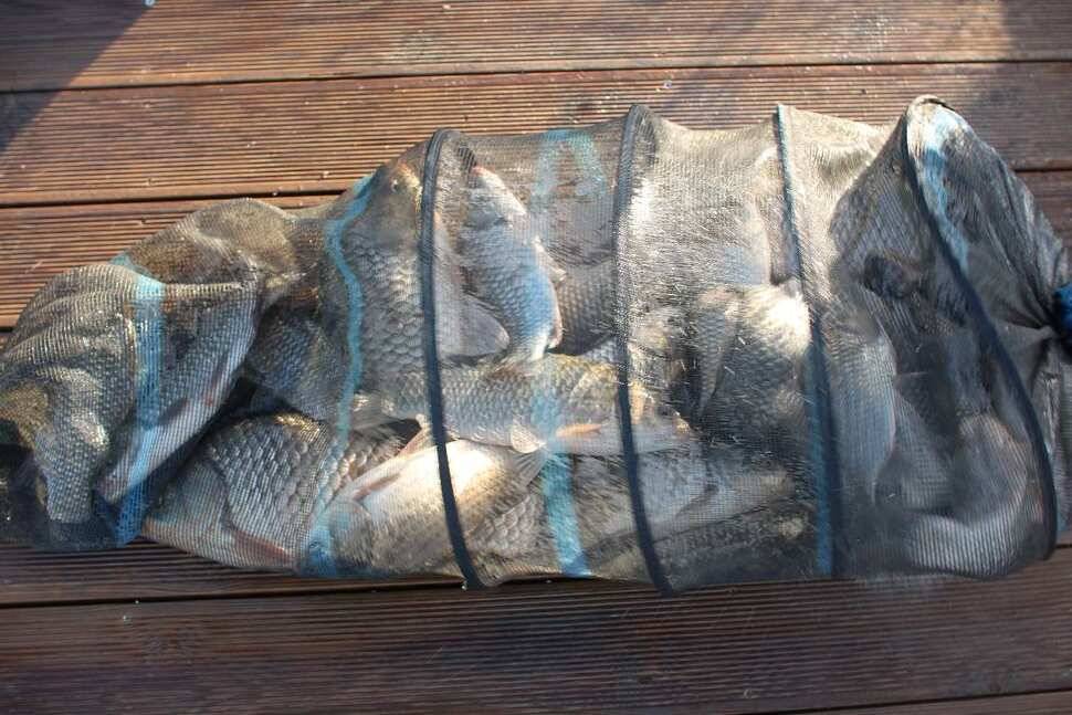 fish_pay_d11fd_091807_60163.jpg