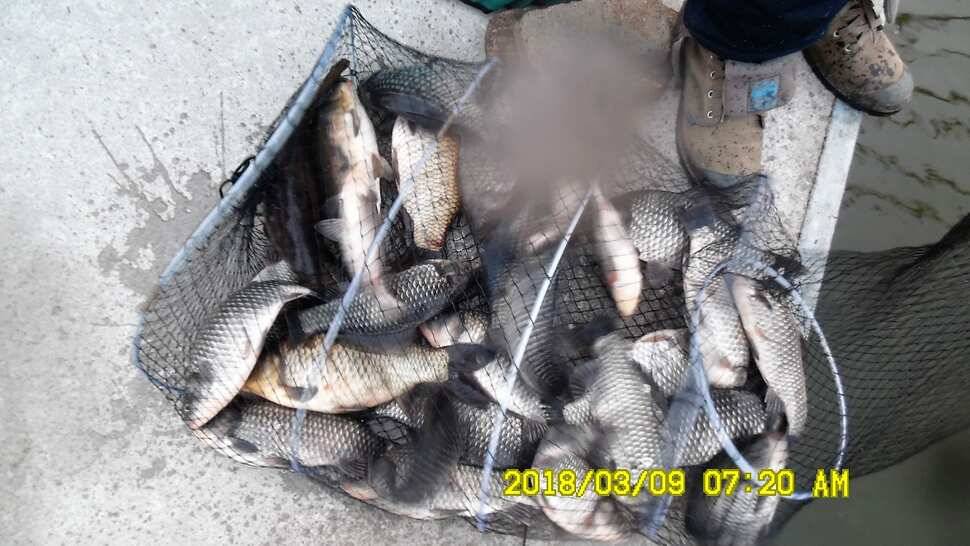 지금 반제지는 붕어마리수조황 3월9일 아침조황 (유료터정보 - 유료터점주조황)