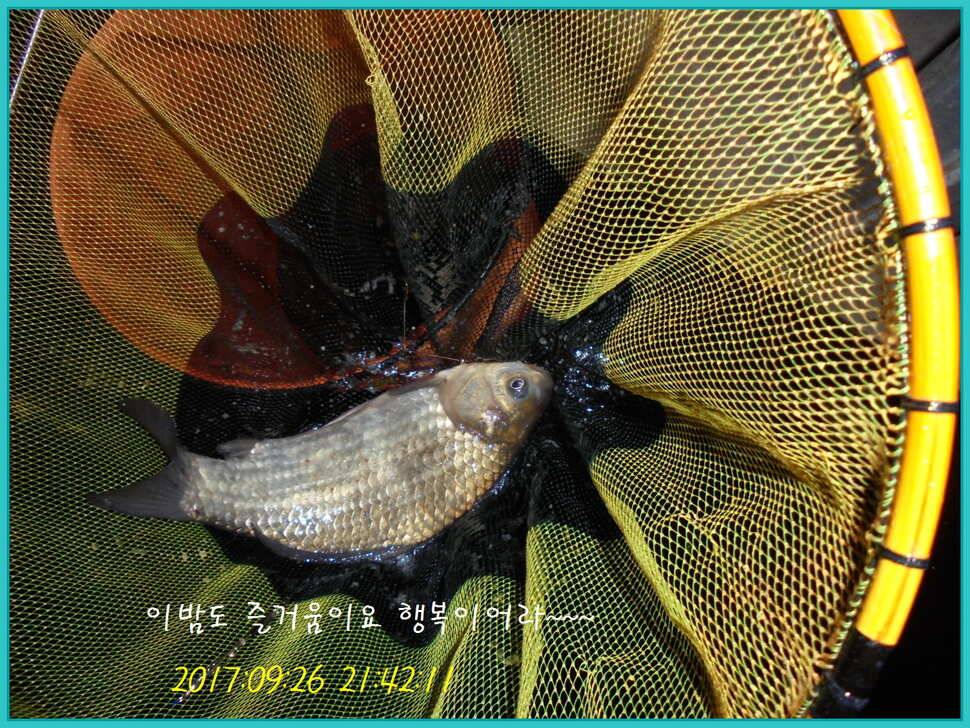 도심속의 작은 쉼터 화성 관리 낚시터입니다9월이여 안녕 (유료터정보 - 유료터점주조황)