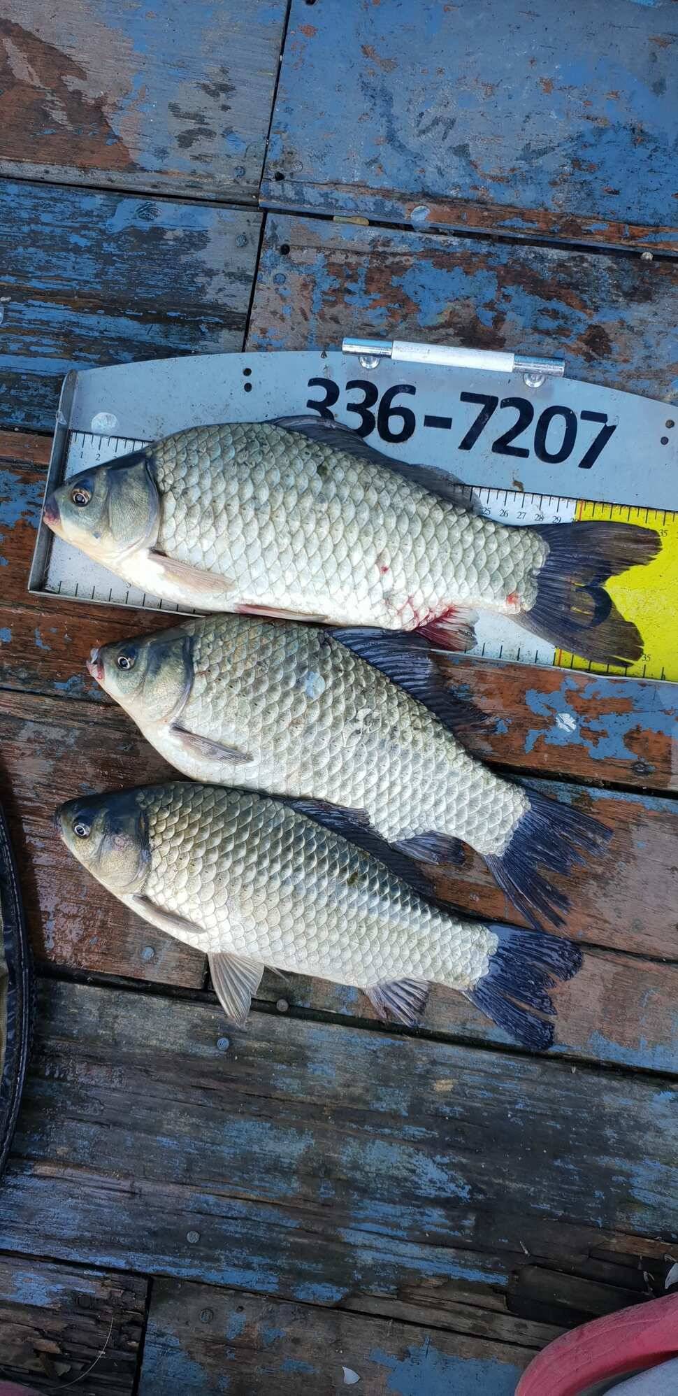 fish_pay_d200e_072600_28342.jpg