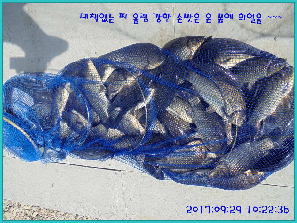 도심속의 작은 쉼터 화성 관리 낚시터입니다행복하고 풍성한 온 가족 화목한 추석 보내셨습니까 (유료터정보 - 유료터점주조황)