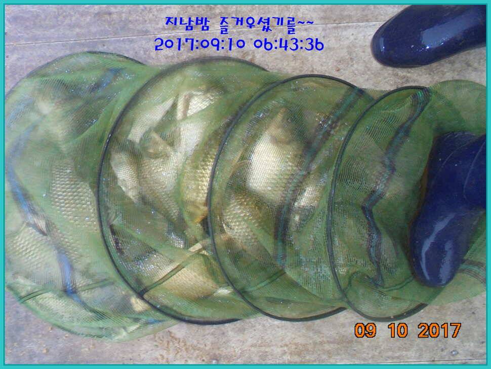 도심속의 작은 쉼터 화성 관리 낚시터입니다지처서 못하겠답니다 (유료터정보 - 유료터점주조황)