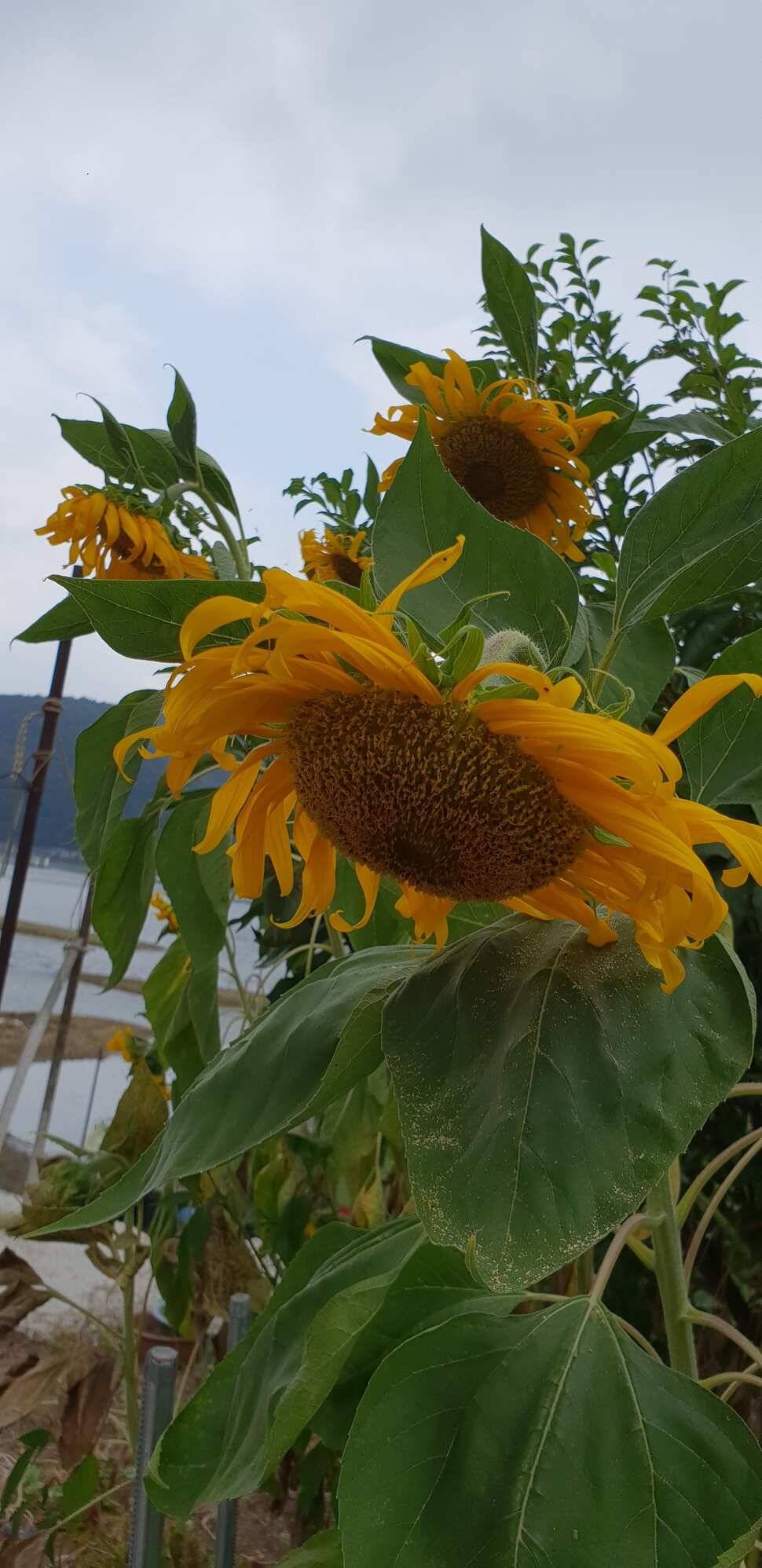 송전지서울집8월31일조황 (유료터정보 - 유료터점주조황)