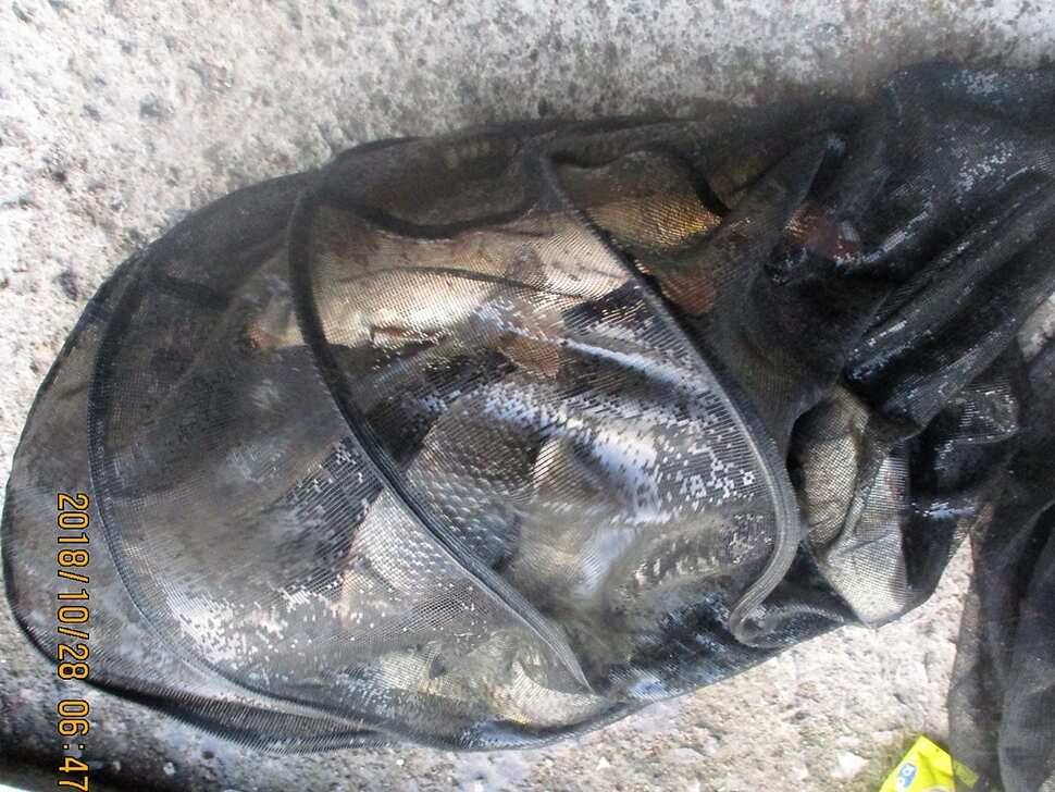 반제지 조황정보입니다 (유료터정보 - 유료터점주조황)