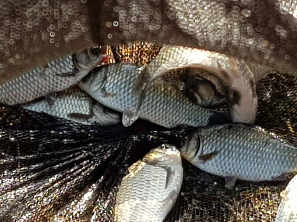 산속깊은계곡속에자리잡은장계지에서 (유료터정보 - 유료터점주조황)