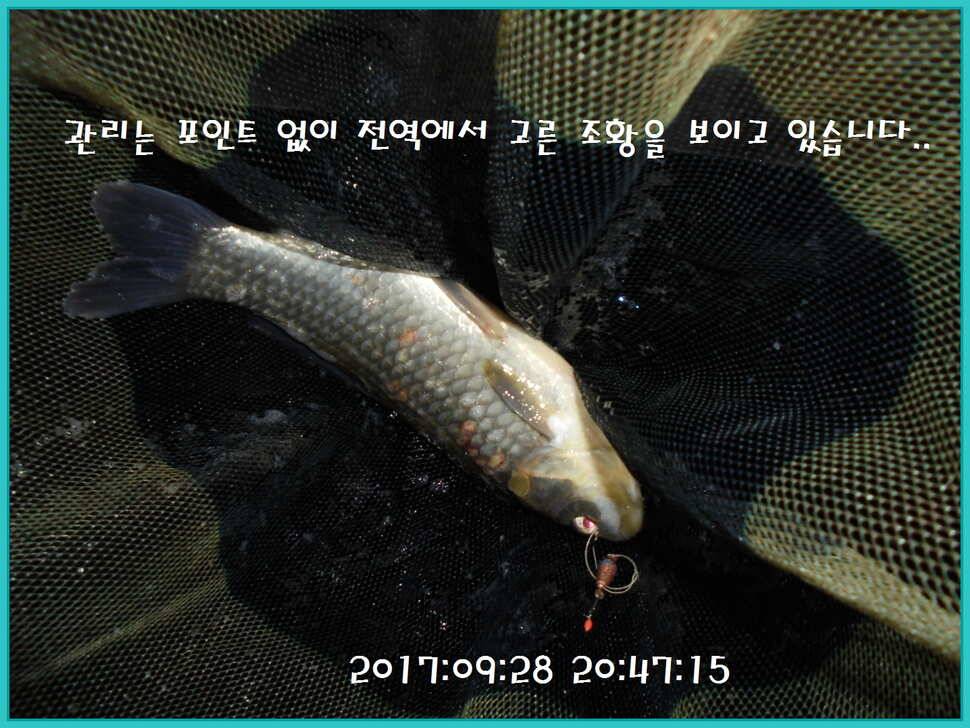 도심속의 작은 쉼터 화성 관리 낚시터입니다행복하고 풍성한 온 가족 화목한 추석 보내셨습니까 (유료터정보 - 유료터점주조황)