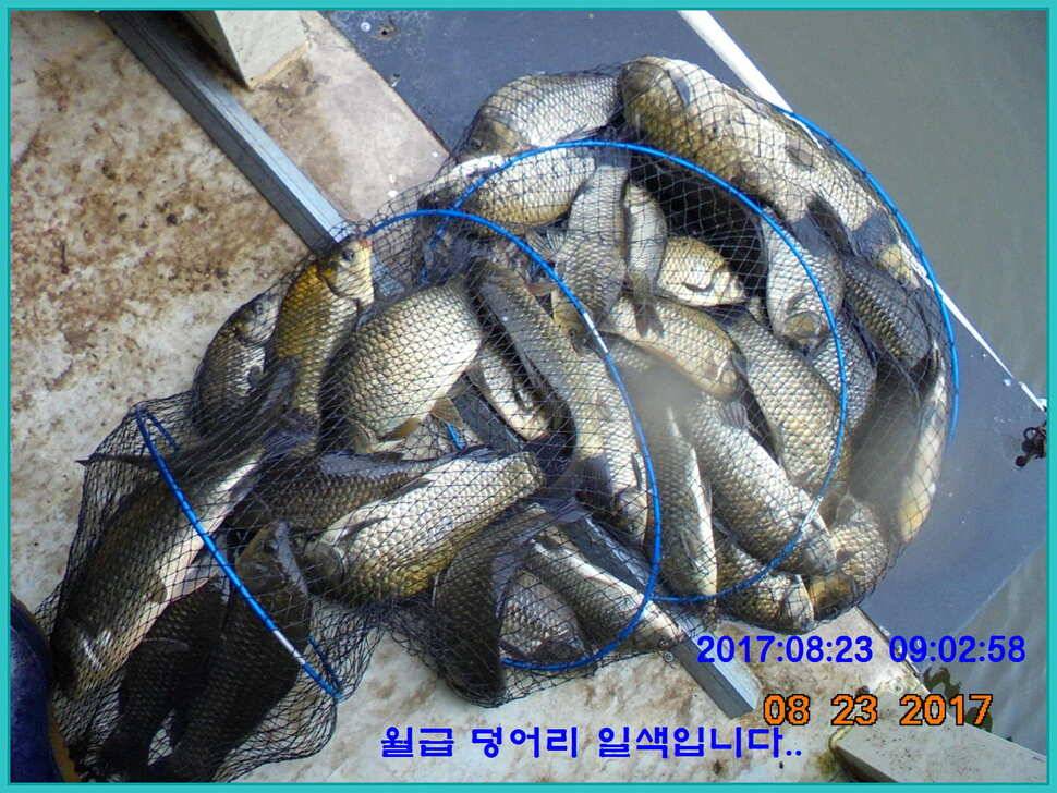 도심속의 작은 쉼터 화성 관리 낚시터입니다수확의 계절입니다 (유료터정보 - 유료터점주조황)