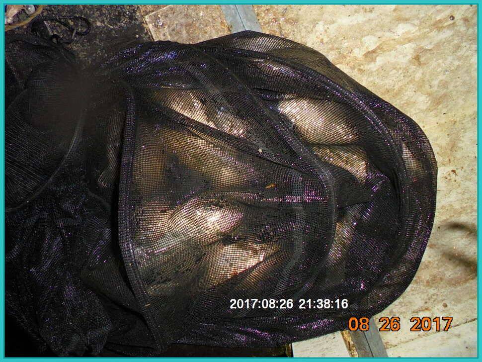 도심속의 작은 쉼터 화성 관리 낚시터입니다밤은 행복입니다 (유료터정보 - 유료터점주조황)