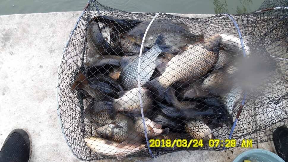 반제지 조황정보와 붕어폭탄방류 (유료터정보 - 유료터점주조황)