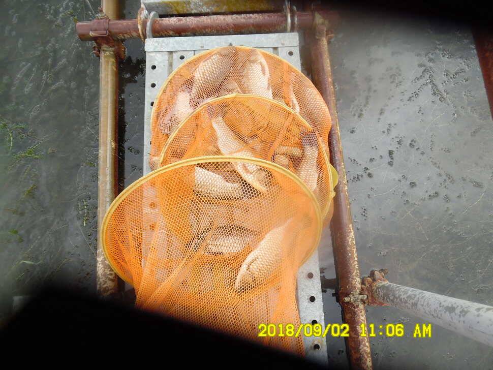 경주 동산낚시터 지난주 조황 (유료터정보 - 유료터점주조황)
