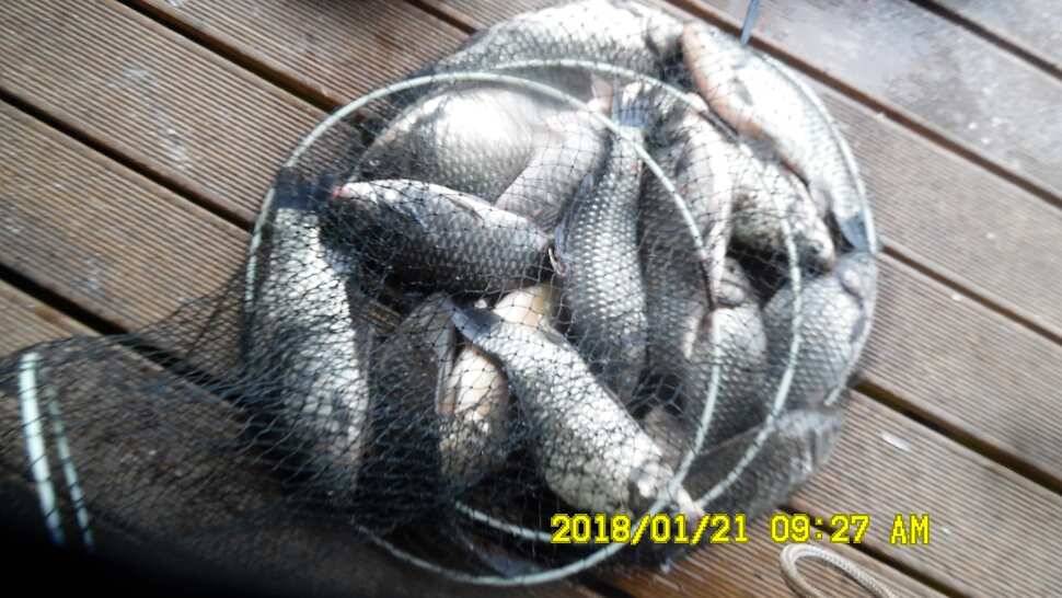 반제지4짜월척과 붕어마리수조황 (유료터정보 - 유료터점주조황)