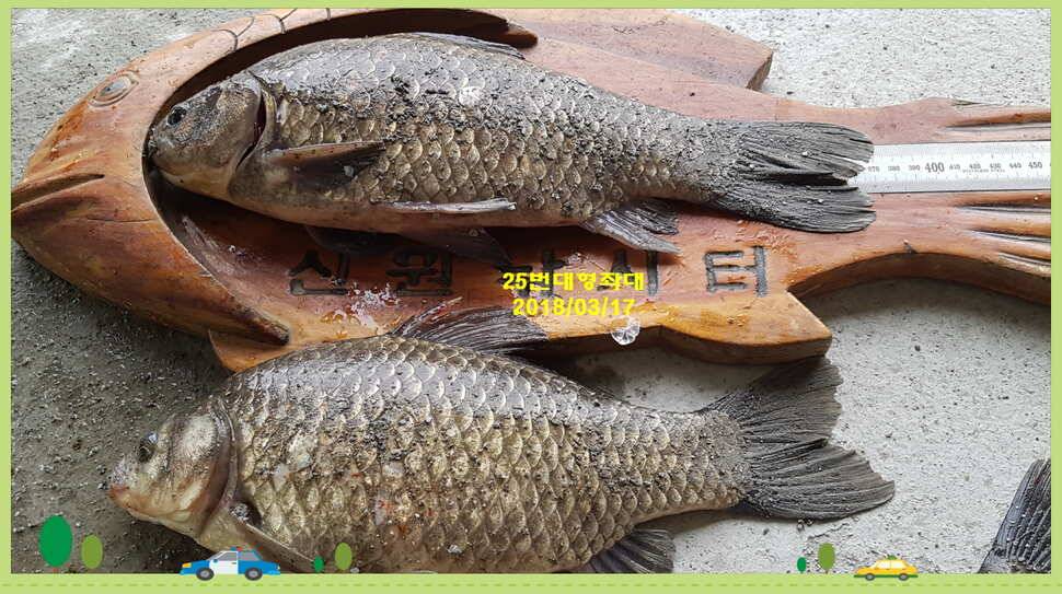 신원낚시터 3월셋쨋주 조황소식과 개장식 안내 입니다 (유료터정보 - 유료터점주조황)