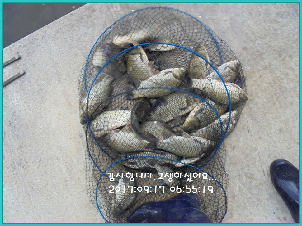 도심속의 작은 쉼터 화성 관리 낚시터입니다수확의 계절 답습니다 (유료터정보 - 유료터점주조황)