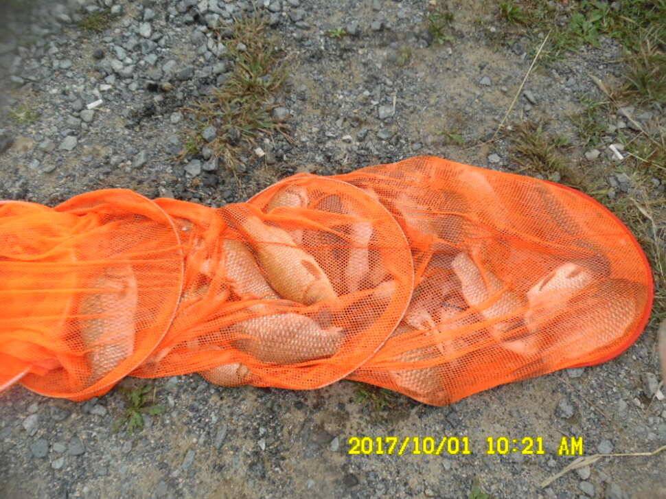 경주동산낚시터 지난주 조황 (유료터정보 - 유료터점주조황)