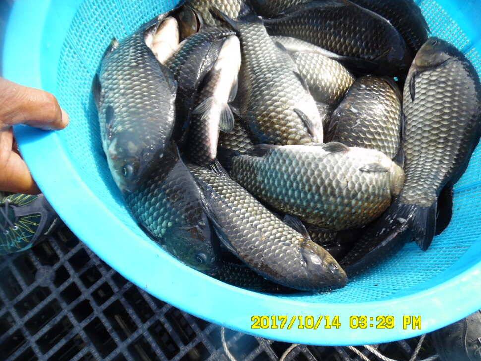 경주 동산낚시터 지난주 조황 (유료터정보 - 유료터점주조황)