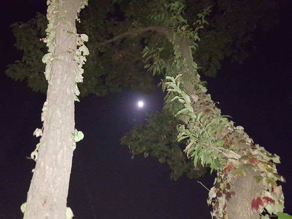 안성죽산장계지조항전경입니다 (유료터정보 - 유료터점주조황)