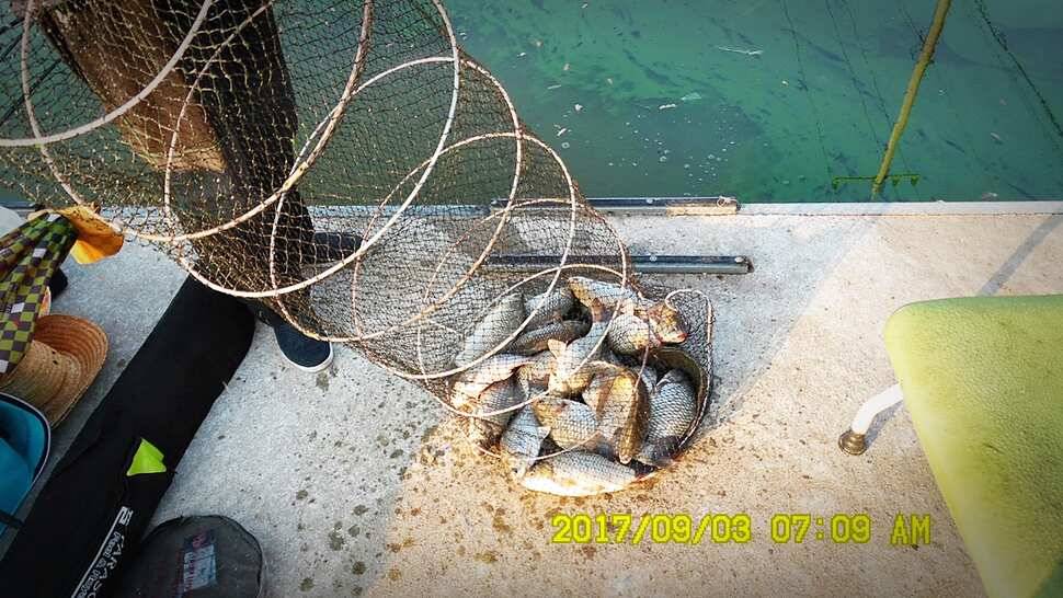 반제낚시터 주말조황정보 (유료터정보 - 유료터점주조황)