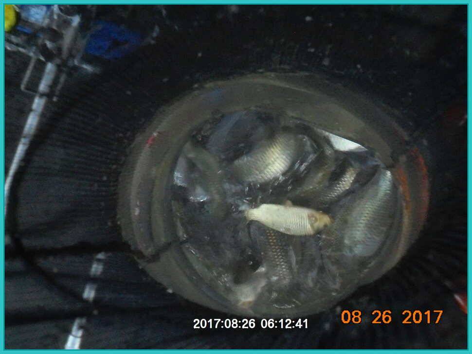 도심속의 작은 쉼터 화성 관리 낚시터입니다8월도 하루 남았습니다 (유료터정보 - 유료터점주조황)