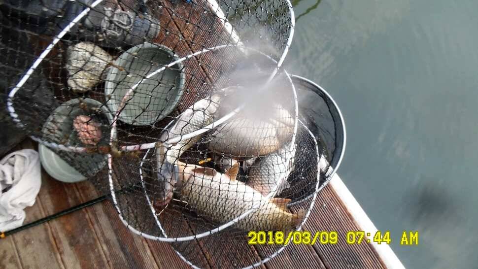지금 반제지는 붕어마리수조황 3월9일 아침조황 (유료터정보 - 유료터점주조황)